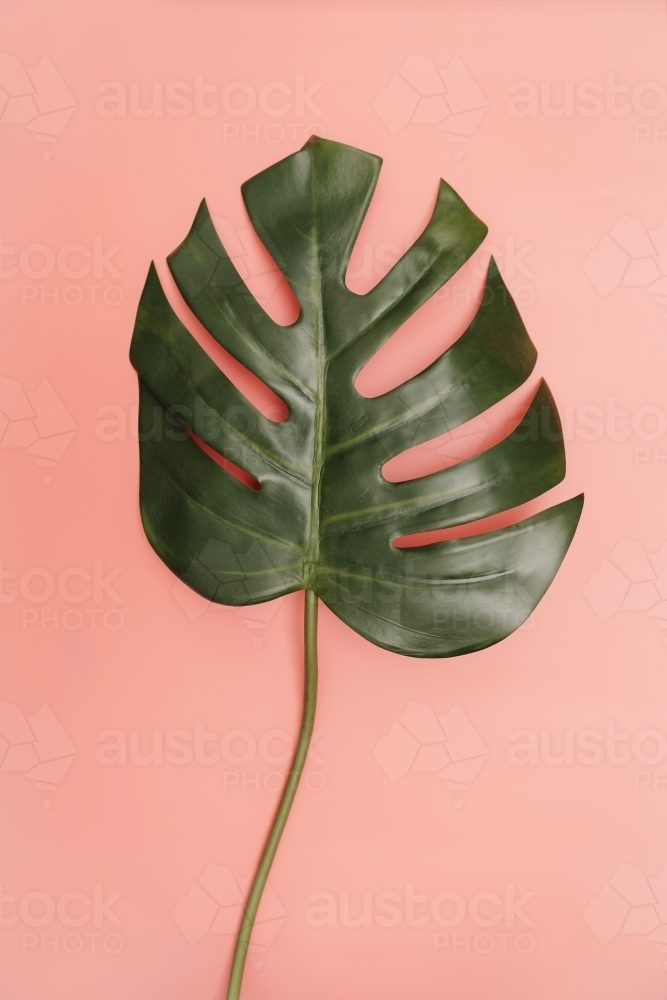 Single monstera palm leaf on coral pink background - Australian Stock Image
