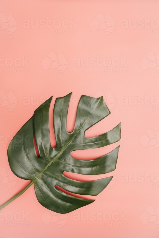 Single monstera palm leaf on coral pink background - Australian Stock Image