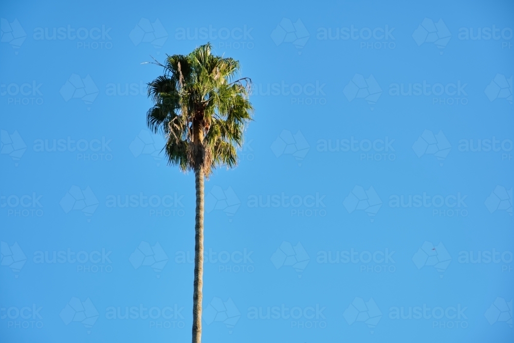 Single palm tree against blank blue sky - Australian Stock Image