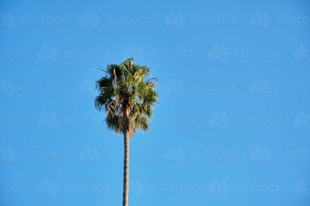 Single palm tree against blank blue sky - Australian Stock Image