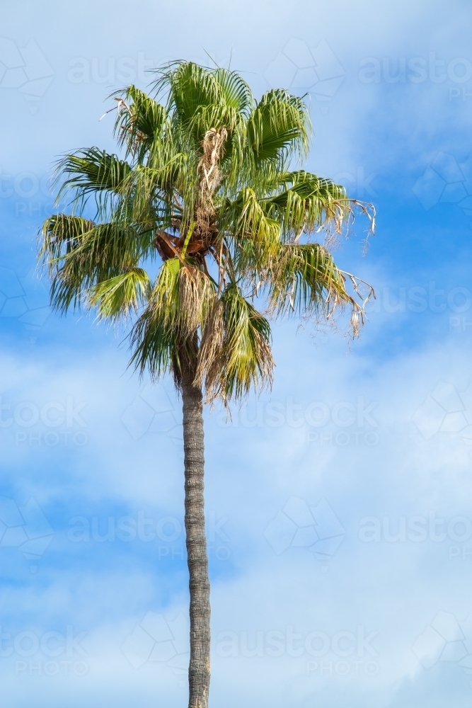 Single palm tree and sky. - Australian Stock Image