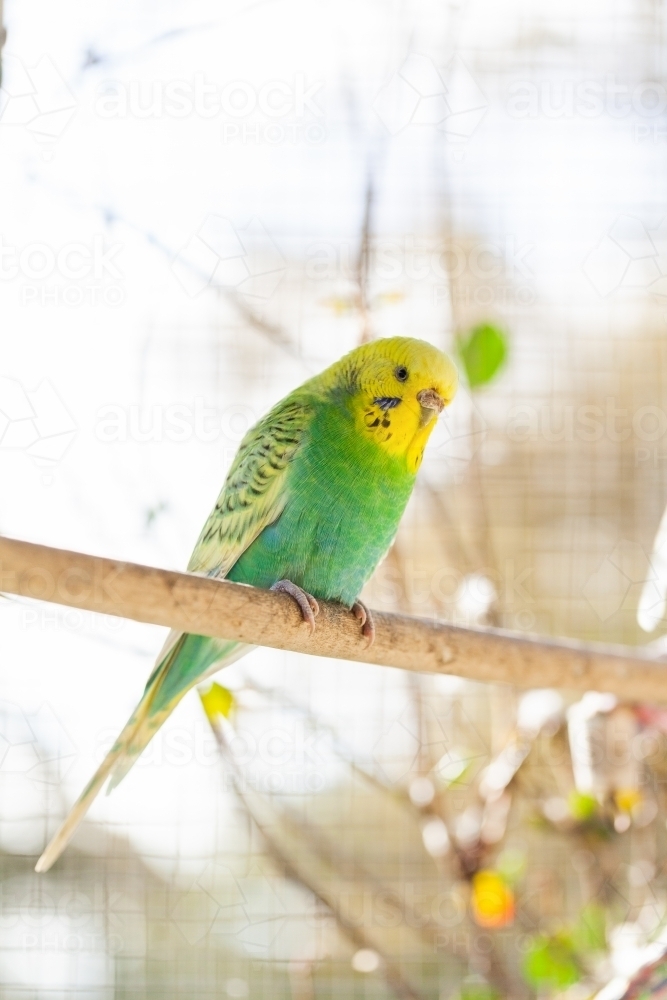 Single pet budgie bird perched on stick in aviary - Australian Stock Image