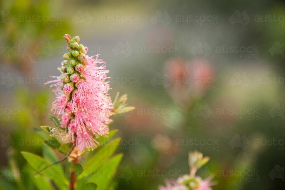 Single pink bottlebrush flower covered in morning dew - Australian Stock Image