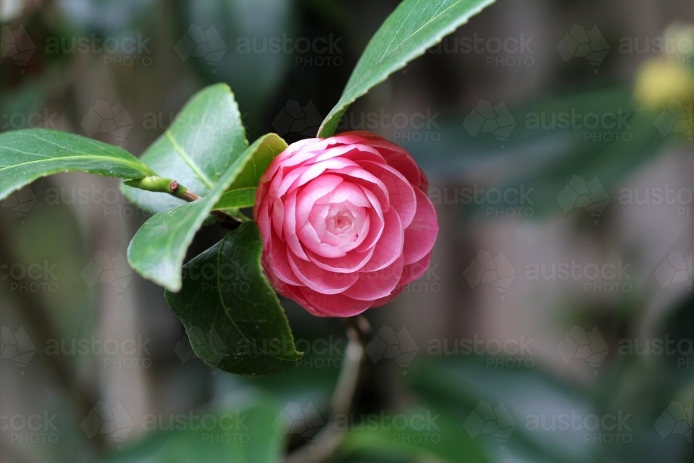 Single pink camellia flower - Australian Stock Image