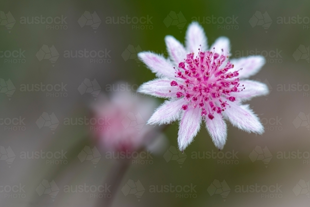 Single Pink Flannel Flower bloom (Actinotus forsythii) - Australian Stock Image