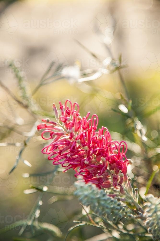 Single pink grevillea flower on a golden morning - Australian Stock Image
