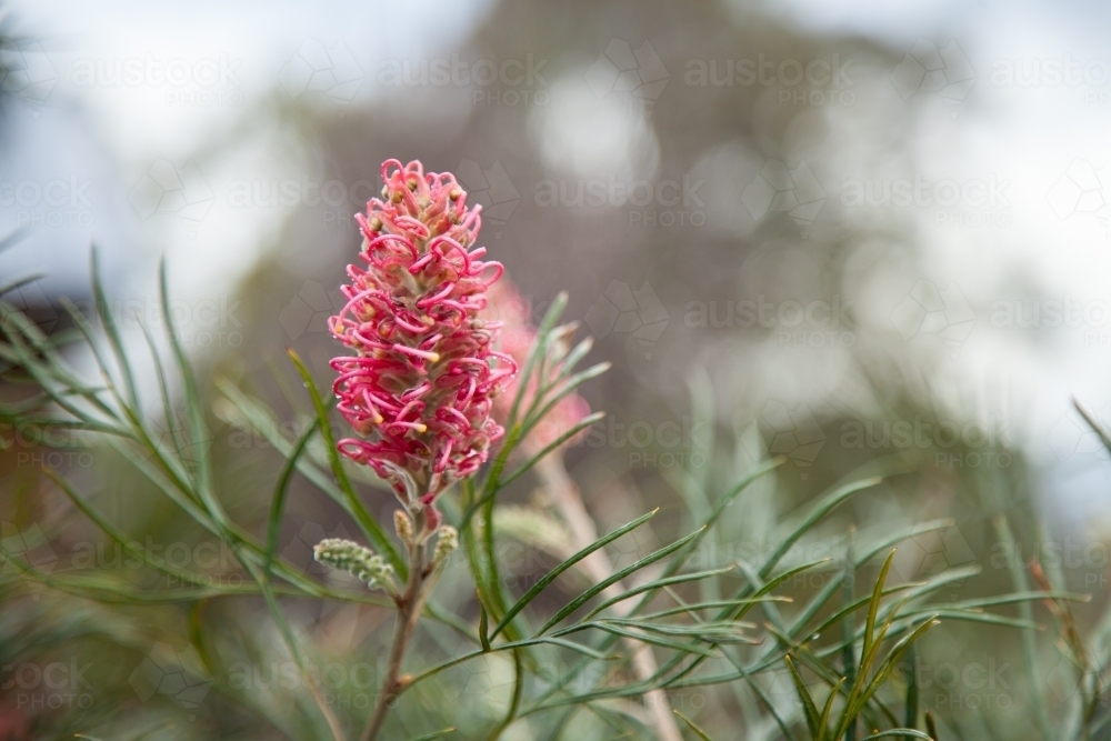 Single pink native grevillea flower with copy space - Australian Stock Image