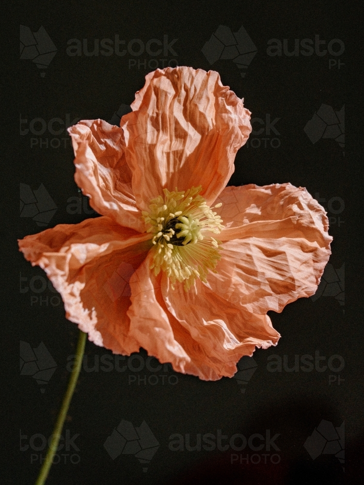 single poppy flower in full bloom with salmon pink colour on black - Australian Stock Image