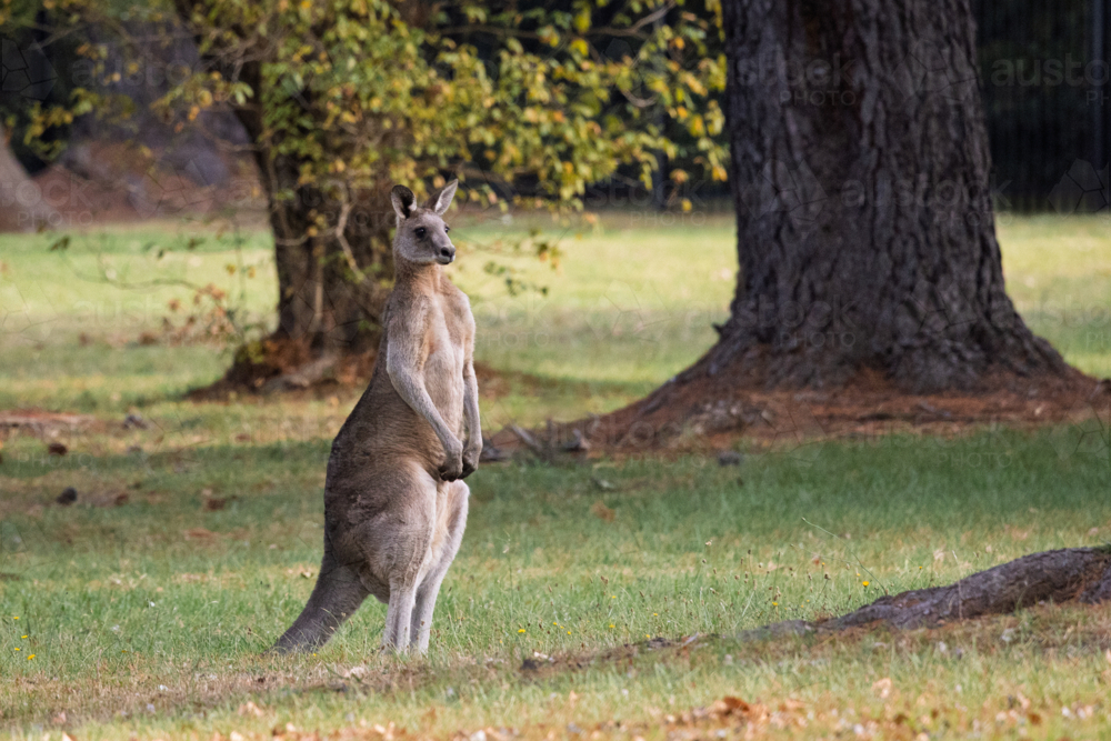 Single portrait of large kangaroo standing in the afternoon sunlight - Australian Stock Image