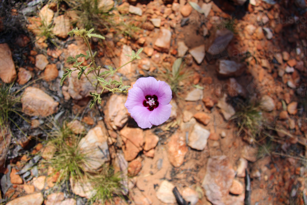 Single purple flower in rocky terrain - Australian Stock Image