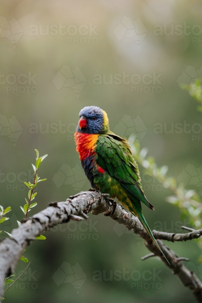 Single rainbow lorikeet perched on branch with blurred background - Australian Stock Image
