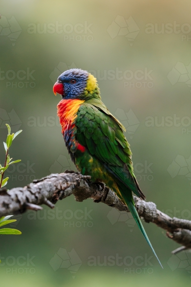 Single rainbow lorikeet perched on branch with blurred background - Australian Stock Image