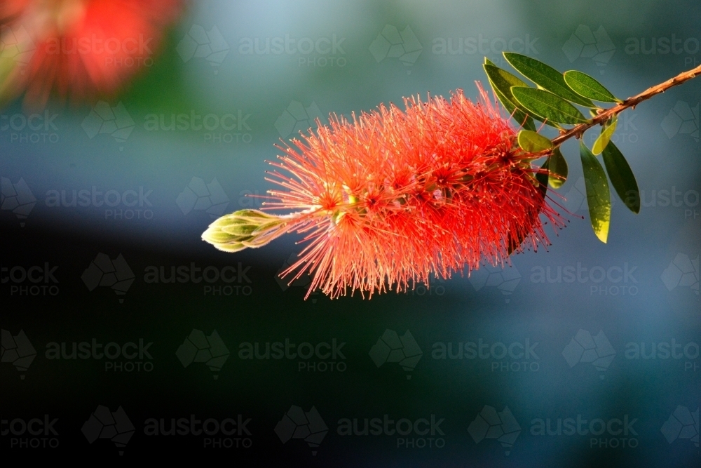 Single red bottlebrush flower - Australian Stock Image