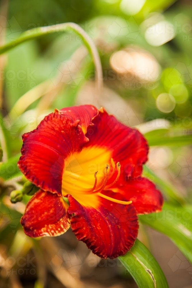 Single red flower in garden with bokeh green - Australian Stock Image