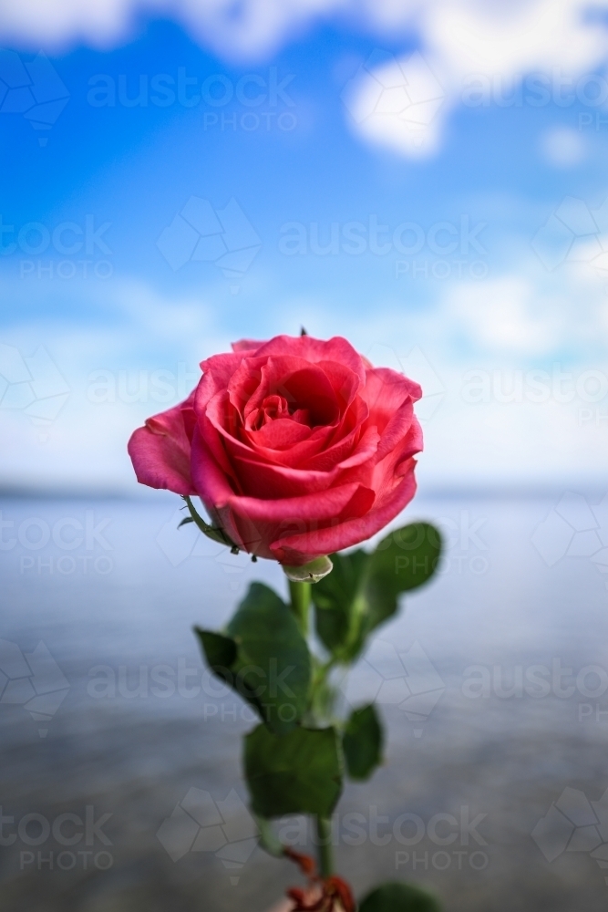 Single red rose against beach and cloudy blue sky - Australian Stock Image