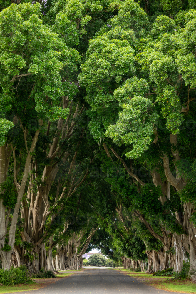 Single road leading through tunnel of fig trees - Australian Stock Image
