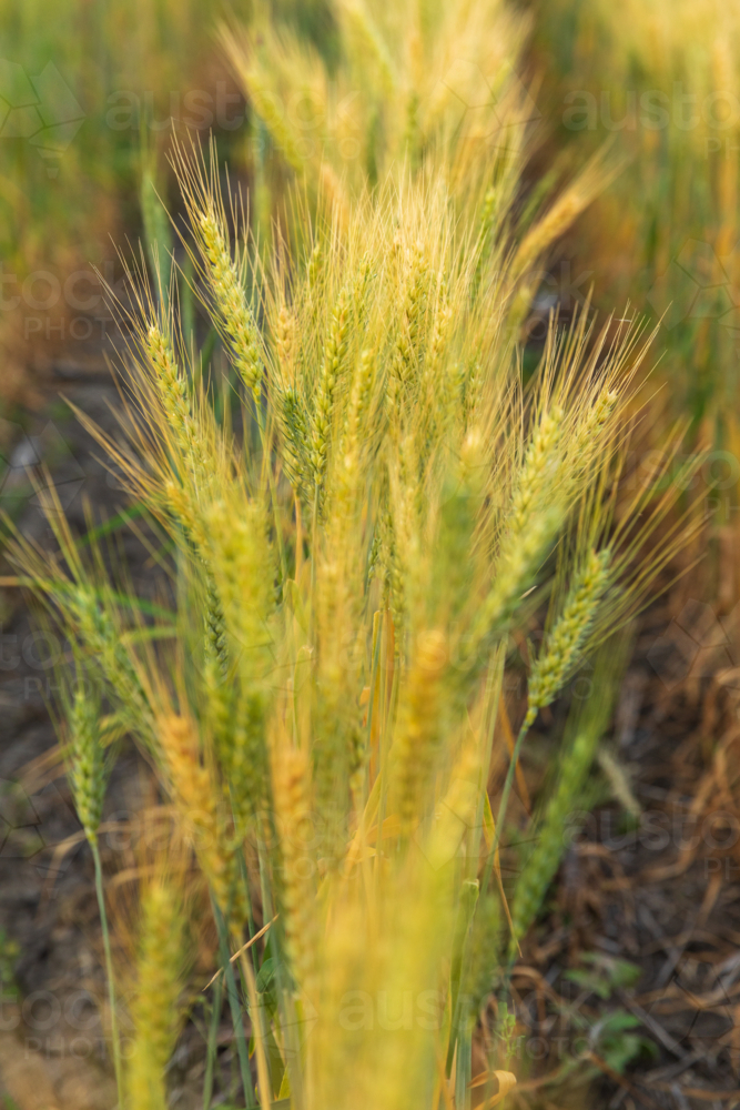 Single row of wheat stalks in paddock - Australian Stock Image