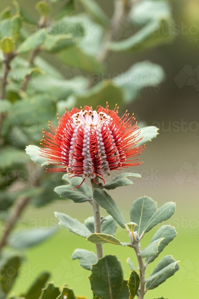 single scarlet banksia flower - Australian Stock Image