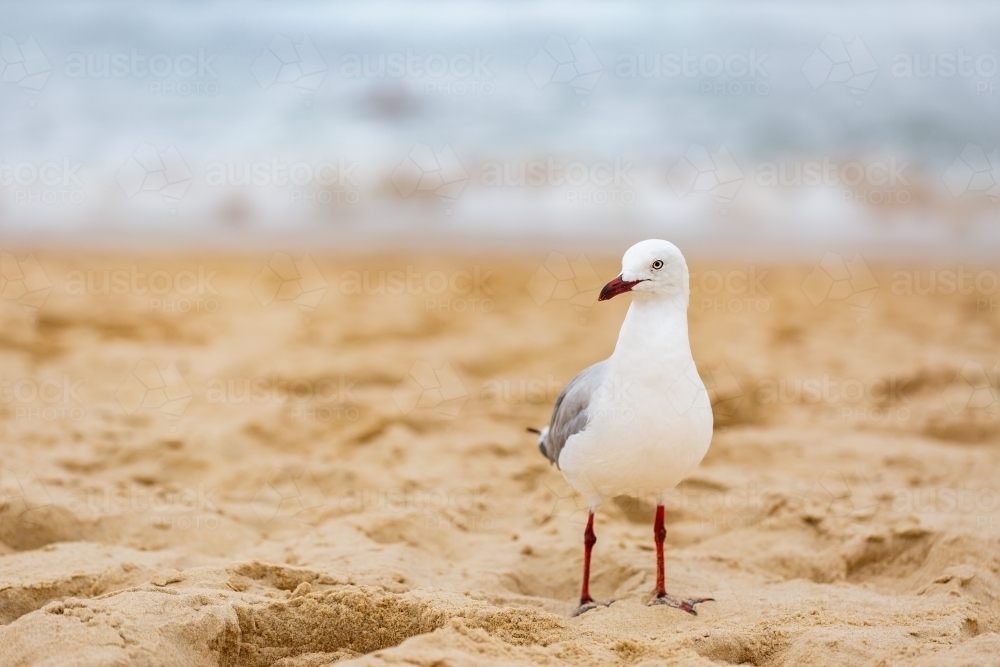 Single seagull bird standing on sandy beach on overcast day - Australian Stock Image