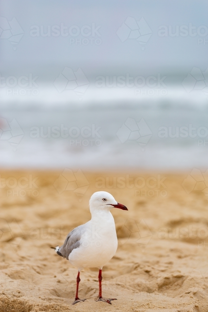 Single seagull bird standing on sandy beach on overcast day - Australian Stock Image