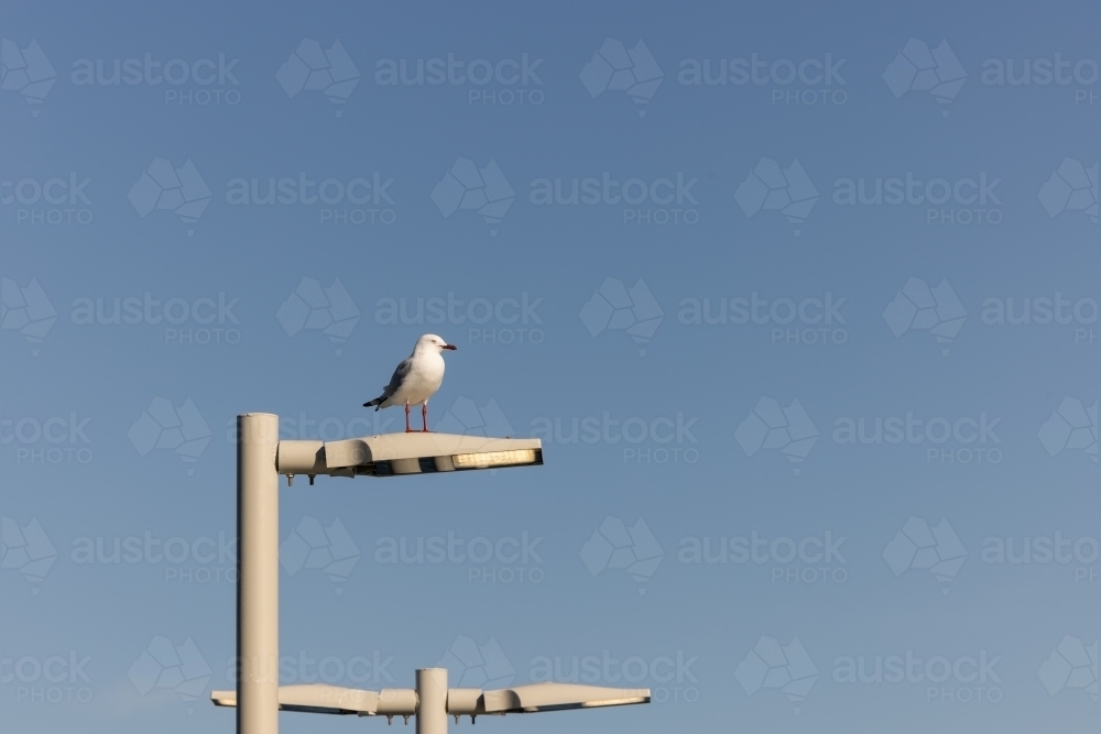 Single seagull sitting on street lamp at the beach - Australian Stock Image