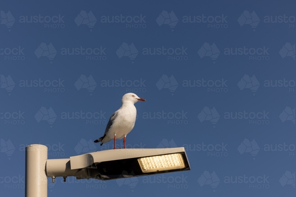 Single seagull sitting on street lamp at the beach - Australian Stock Image