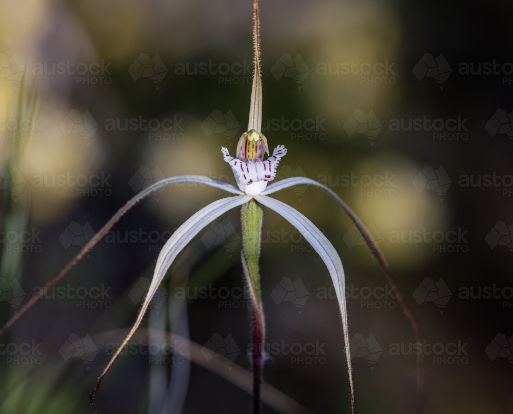 Single Spider Orchid wildflower in the bush - Australian Stock Image