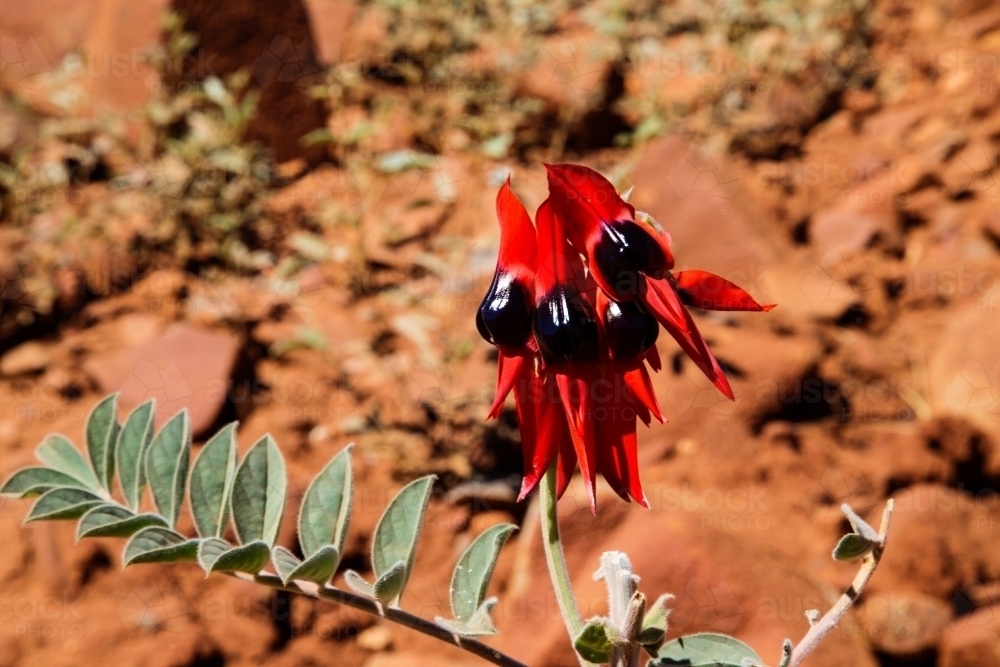 Single stem of Sturt's Desert Pea against red earth - Australian Stock Image