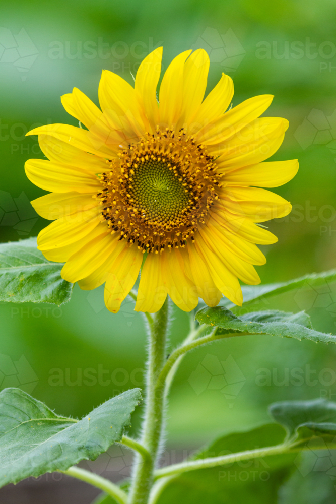 Single sunflower flower seed head in soft light. - Australian Stock Image