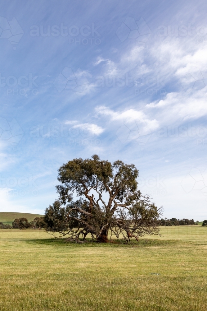 single tree in green paddock - Australian Stock Image