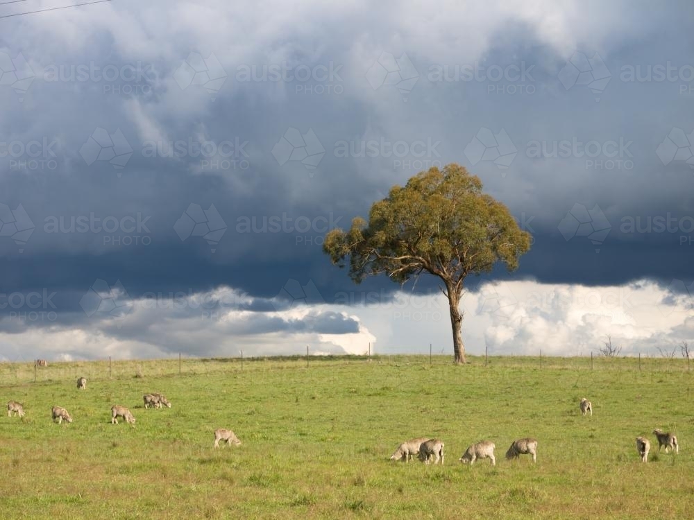Single tree on skyline of a sheep paddock with sheep - Australian Stock Image