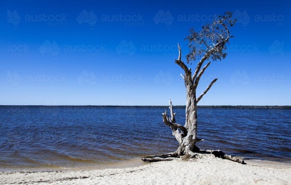 single tree on the banks of a lake - Australian Stock Image