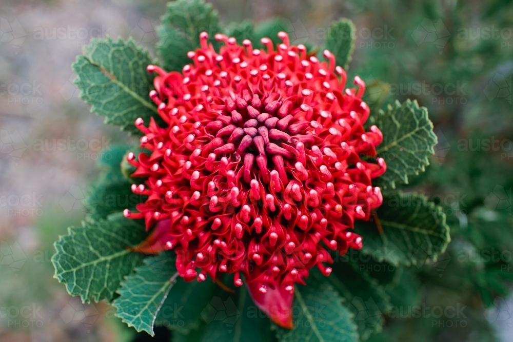 Single waratah : Austockphoto Single waratah - Australian Stock Image