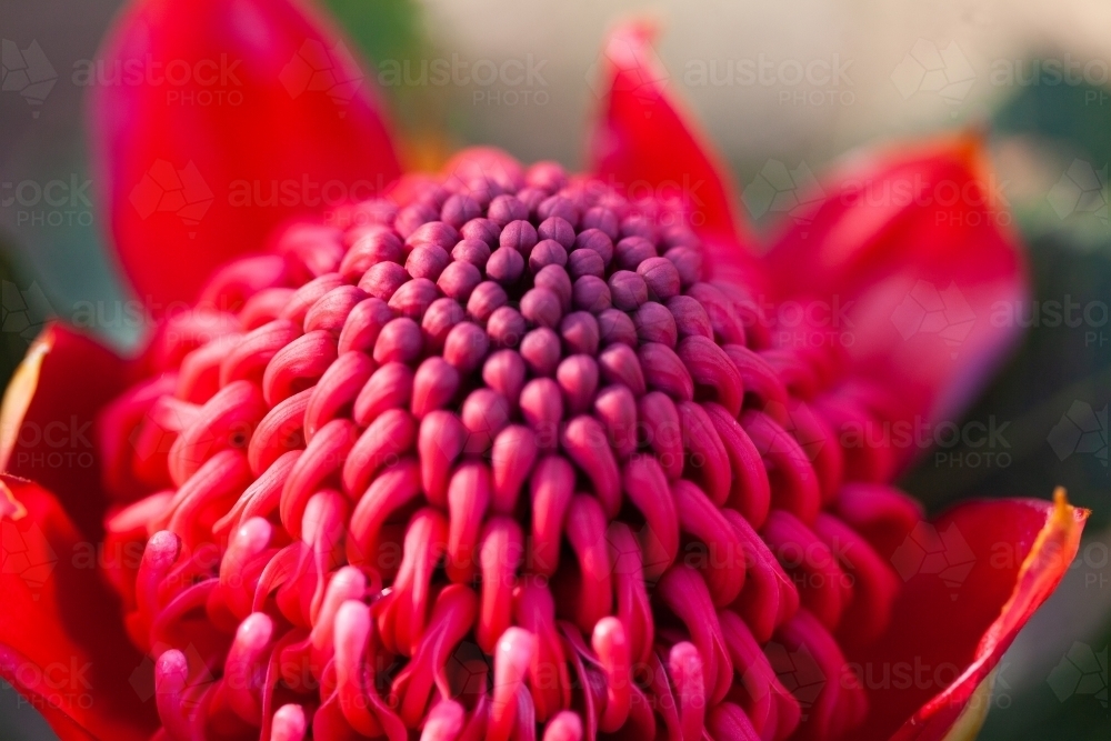 Single Waratah - Australian Stock Image
