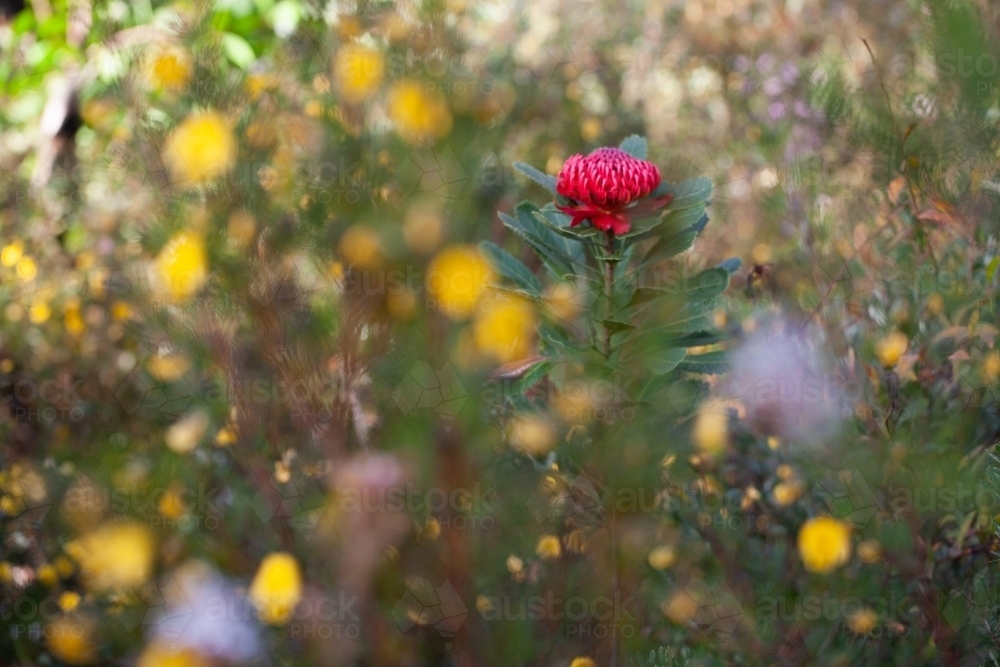 Single Waratah - Australian Stock Image