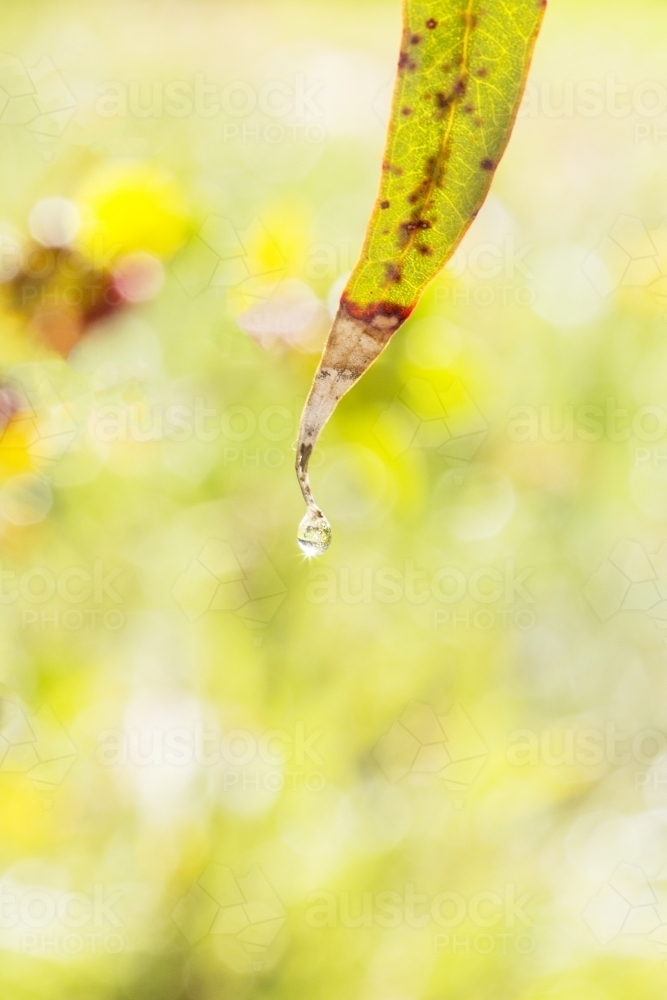 Single water drop hanging from gum leaf - Australian Stock Image
