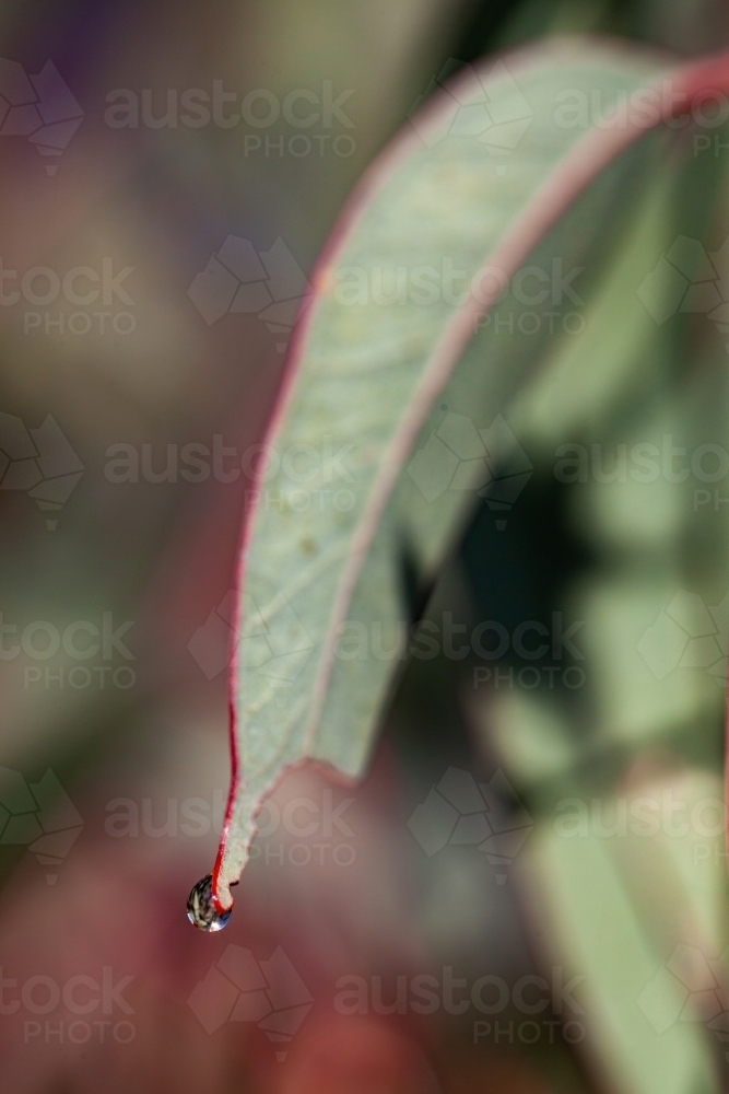 Single water drop on the tip of a gum leaf - Australian Stock Image
