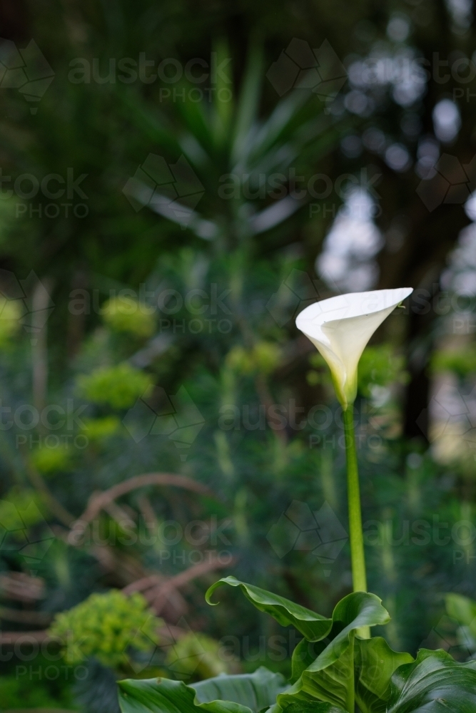 Image of Single White Arum lily in garden Austockphoto