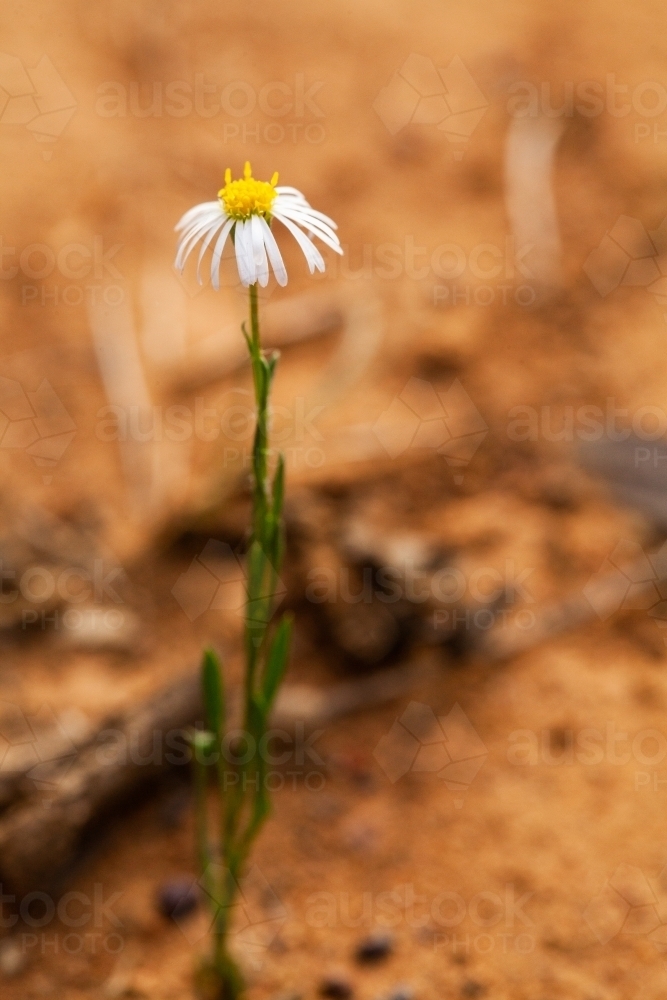 Single white daisy on a stalk - Australian Stock Image