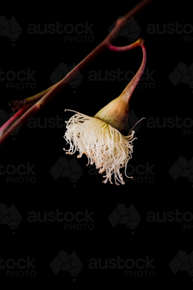 Single white eucalyptus (gum tree) flower - Australian Stock Image