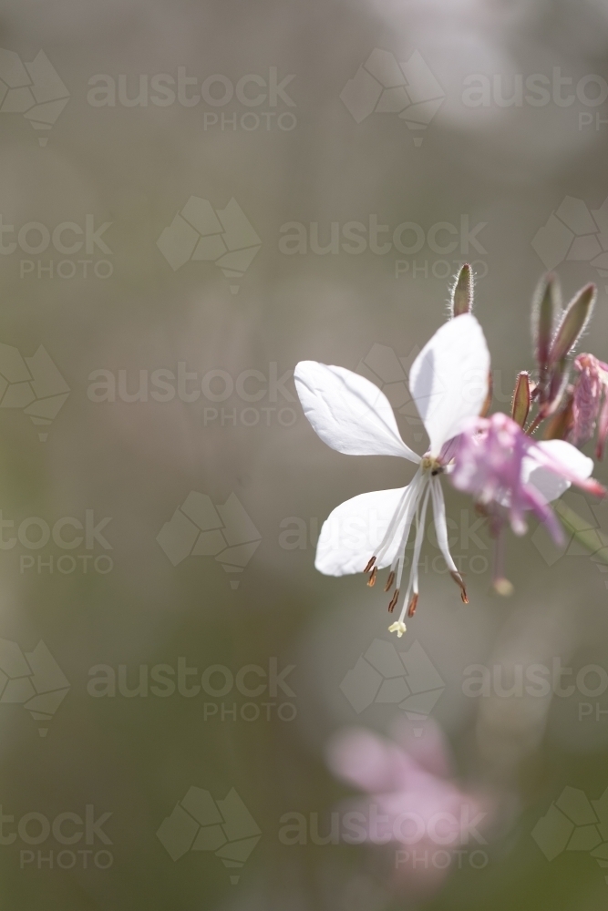Single white flower with blurry background - Australian Stock Image