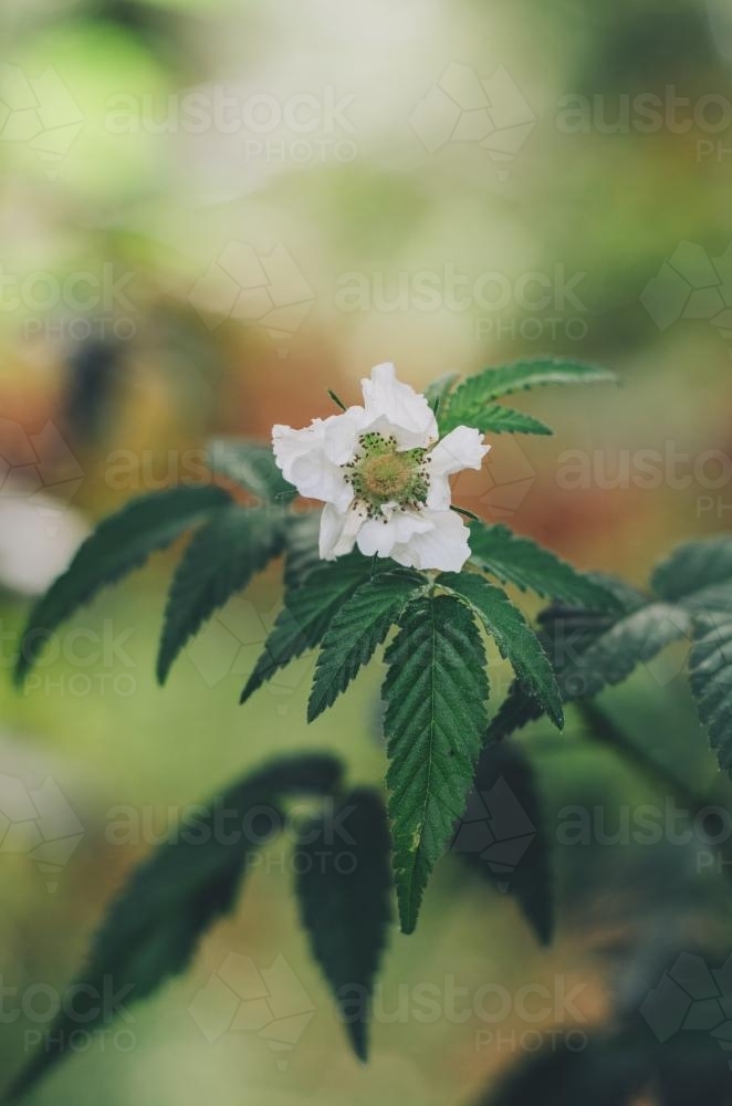 Single white wild flower - Australian Stock Image