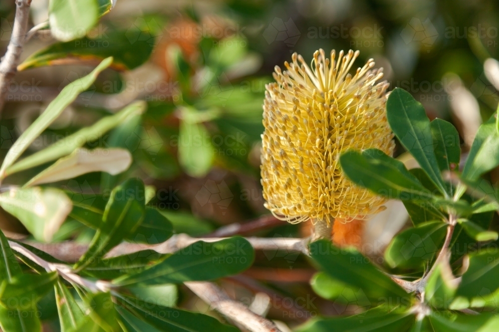 Single yellow banksia flower on bush - Australian Stock Image