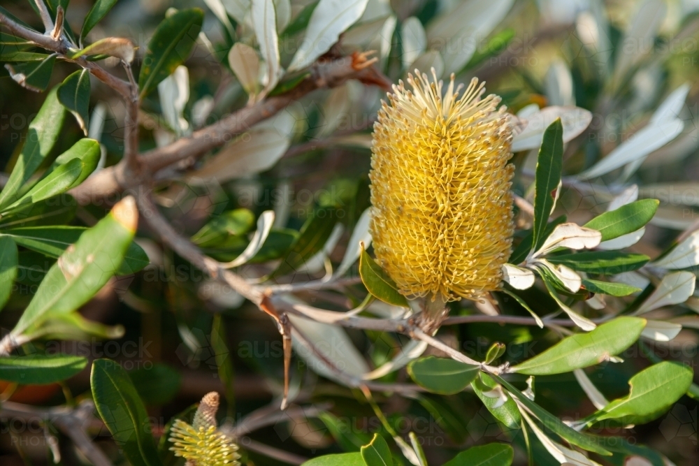 Single yellow banksia flower on bush - Australian Stock Image