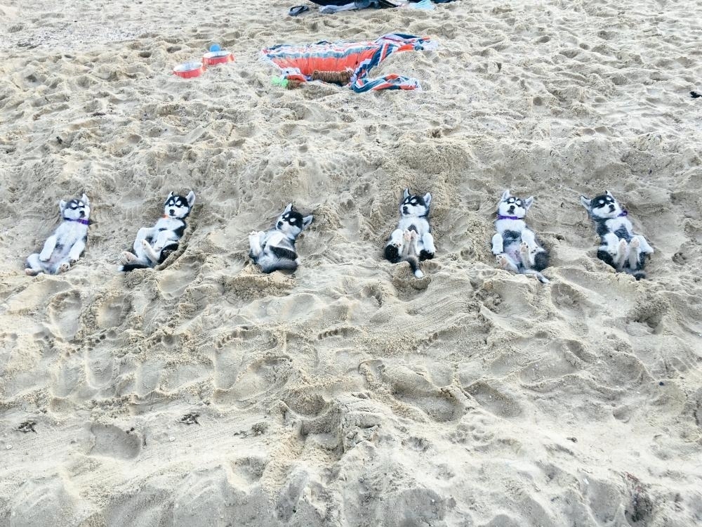 Six Huskies Lying on a Beach on their Backs - Australian Stock Image