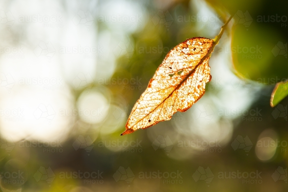 skeleton gum leaf with sunlight shining through veins - Australian Stock Image