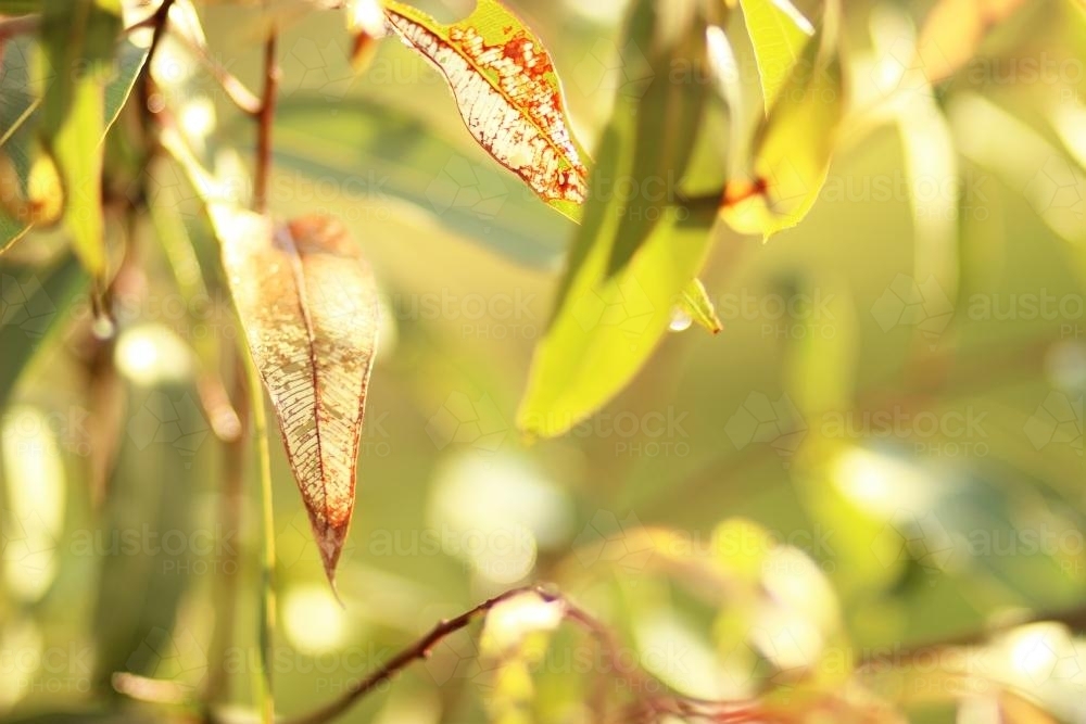 Skeletons of gum leaves in the afternoon light - Australian Stock Image
