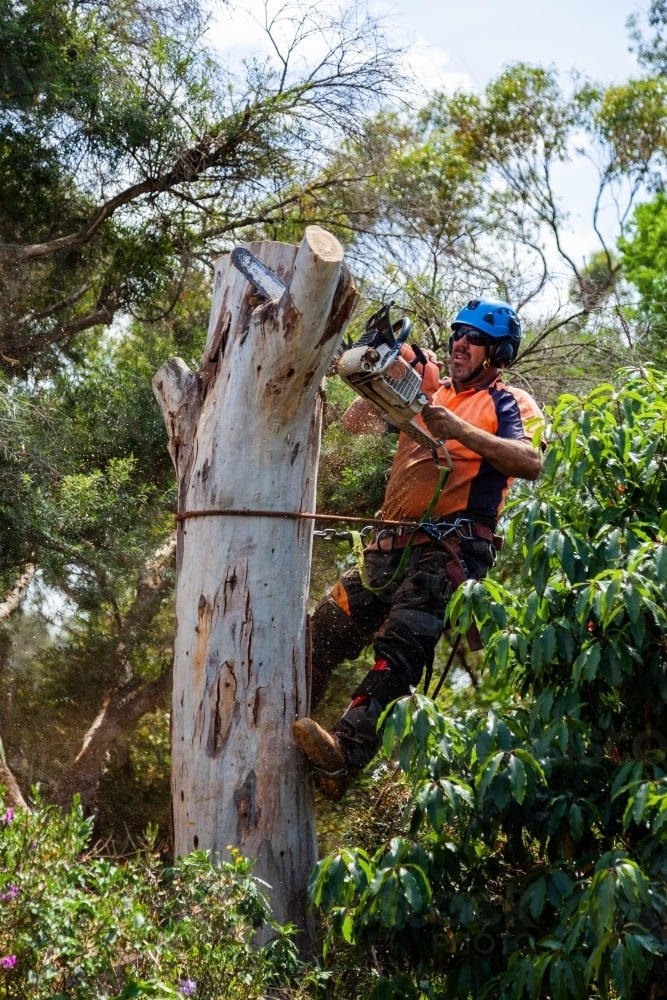 Skilled workman using a chainsaw to fell a gum tree - chopping down the trunk - Australian Stock Image