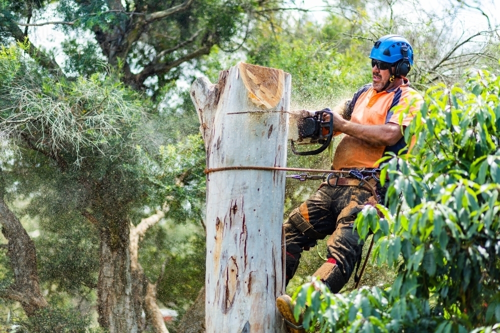 Image of Skilled workman using a chainsaw to fell a gum tree - chopping ...