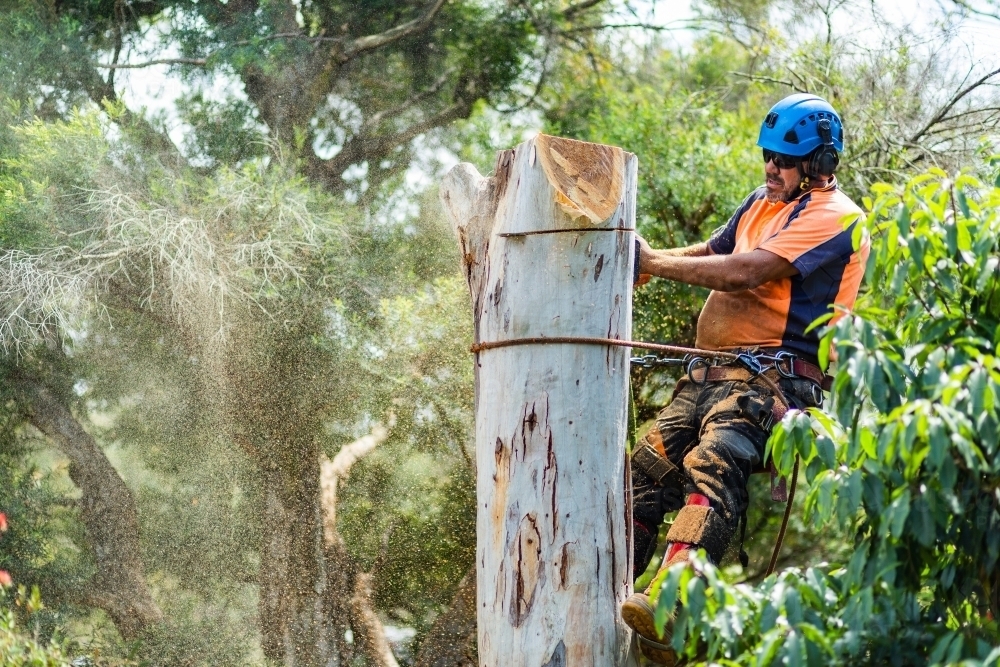 Image of Skilled workman using a chainsaw to fell a gum tree - chopping ...